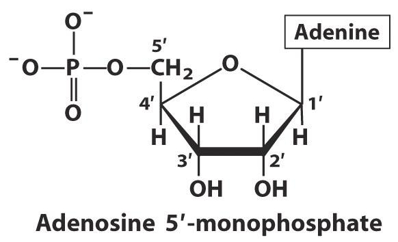estructura del adn. básica o monómero del ADN,
